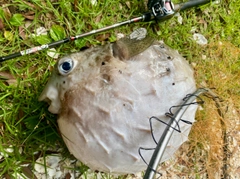 イシガキフグの釣果