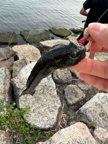ドンコの釣果