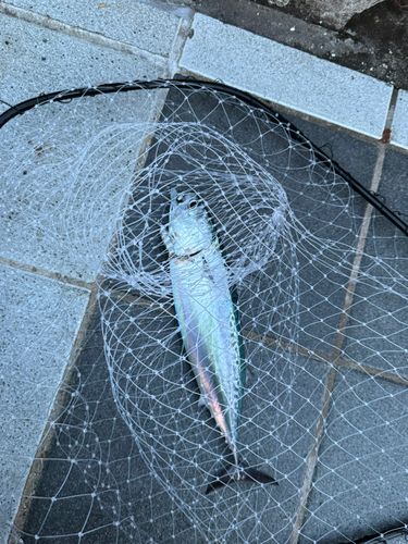 ソウダガツオ