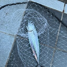 ソウダガツオ