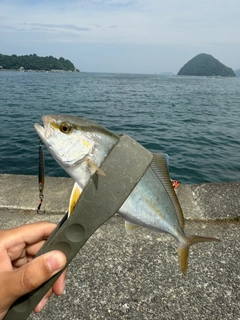 ショゴの釣果