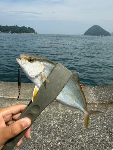 ショゴの釣果