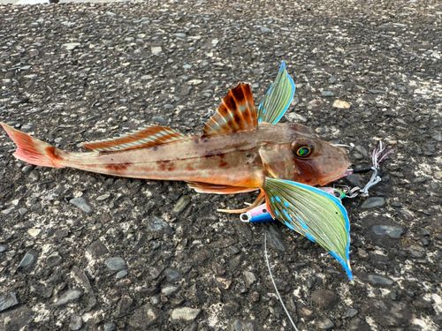 ホウボウの釣果