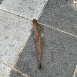 エソ