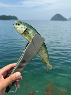 シイラの釣果