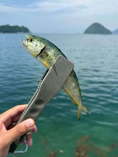 シイラの釣果