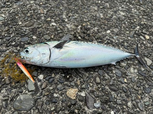 ソウダガツオの釣果
