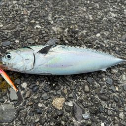 ソウダガツオ