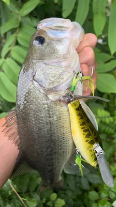 ブラックバスの釣果