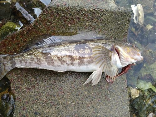 アイナメの釣果