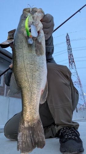 ブラックバスの釣果