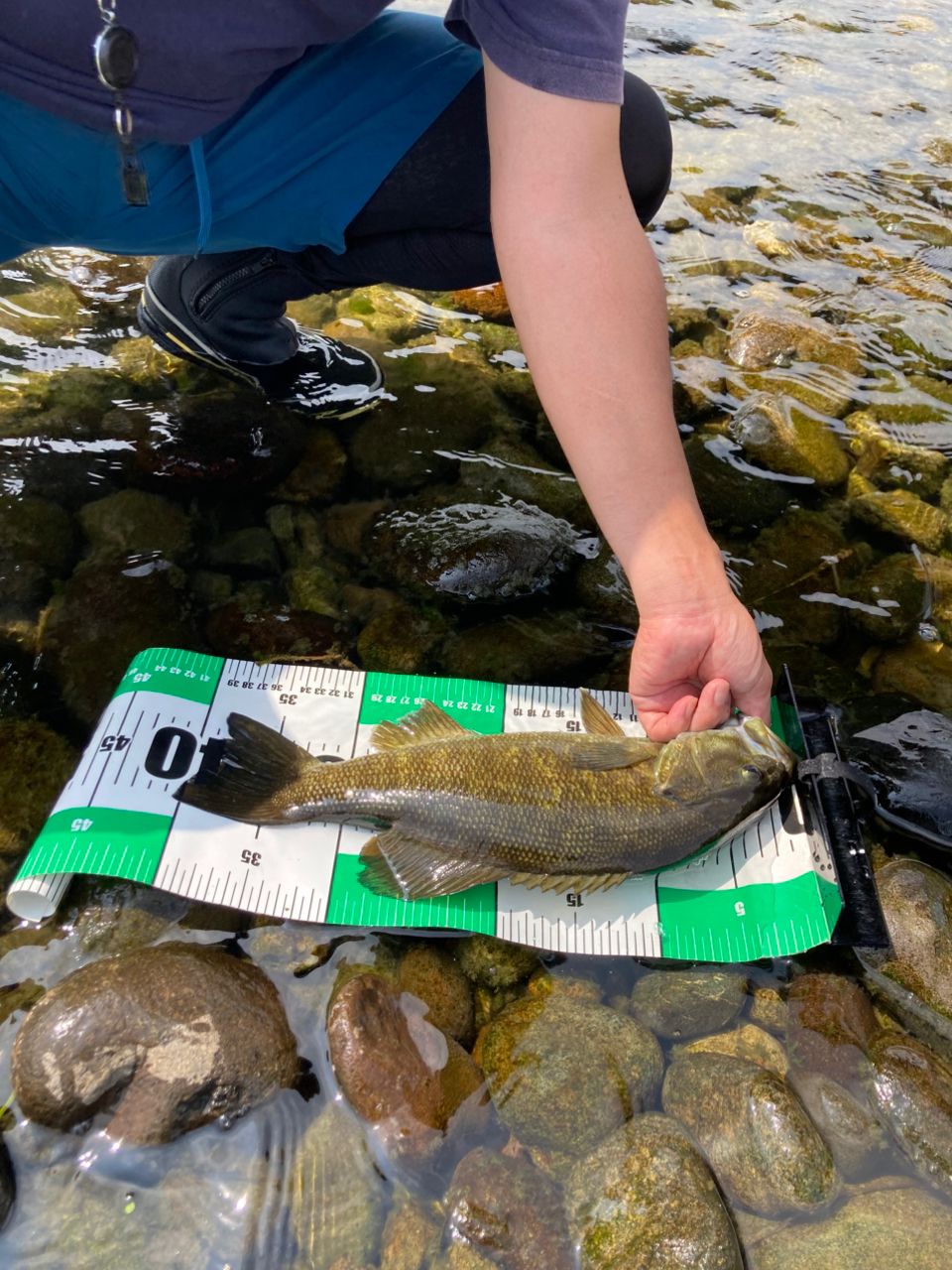 スモールマウスバス