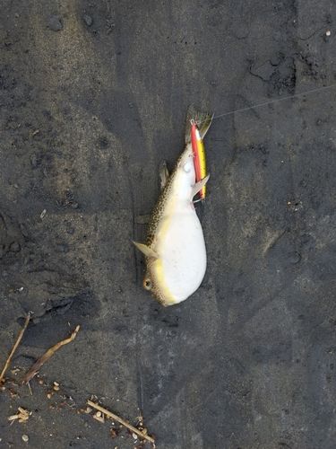 センニンフグの釣果