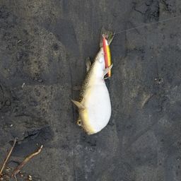 センニンフグ