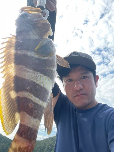 アオハタの釣果