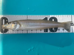 シロギスの釣果