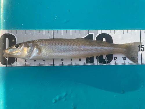 シロギスの釣果