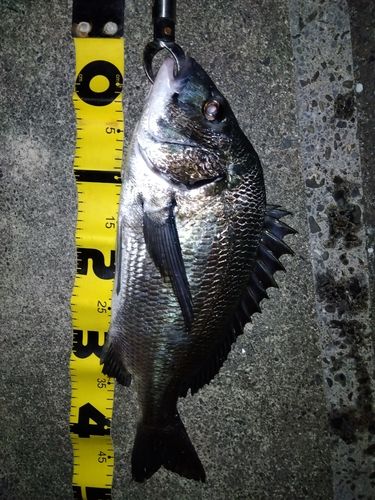 クロダイの釣果