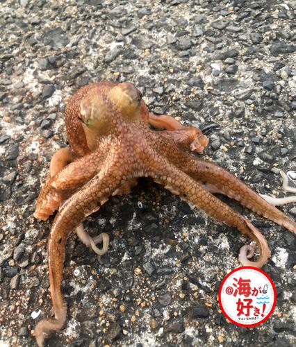 タコの釣果