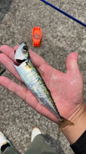 サバの釣果