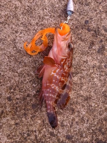 キジハタの釣果