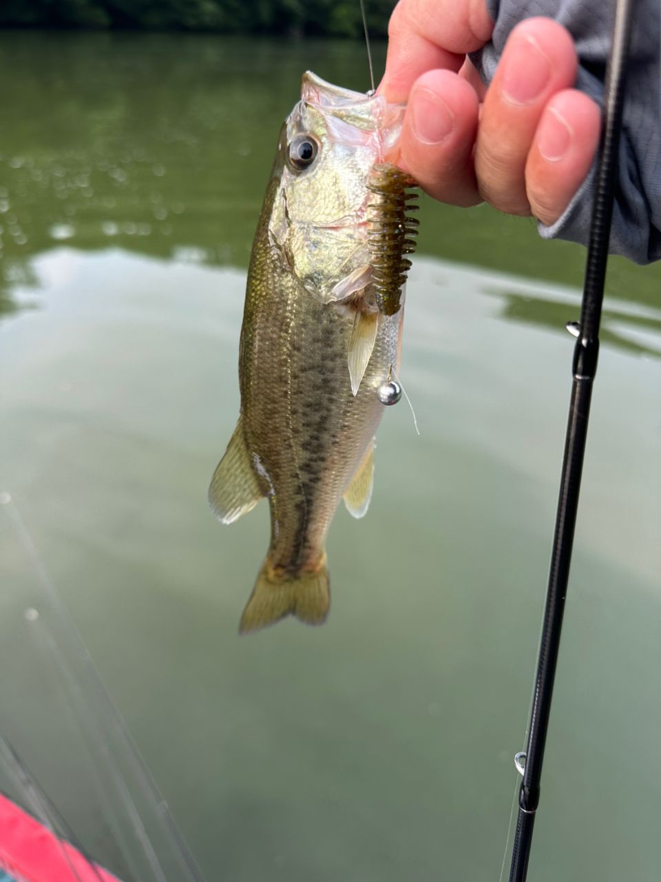 ラージマウスバス