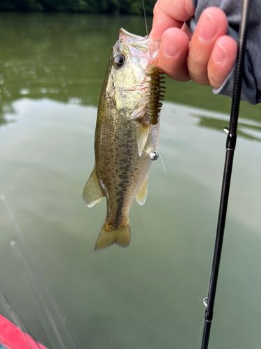 ラージマウスバスの釣果
