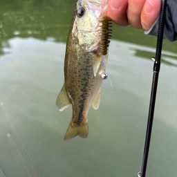 ラージマウスバス