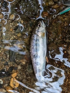 アマゴの釣果