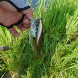 ラージマウスバス