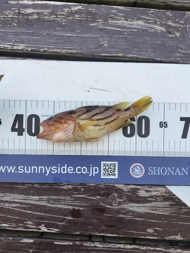 ホウキハタの釣果