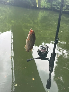 ラージマウスバスの釣果