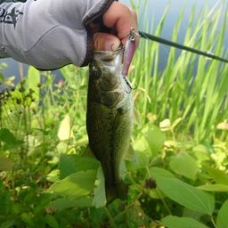 ラージマウスバス