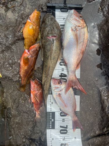 マダイの釣果