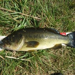 ラージマウスバス