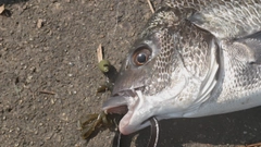 クロダイの釣果