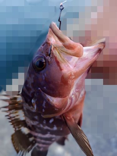 キジハタの釣果