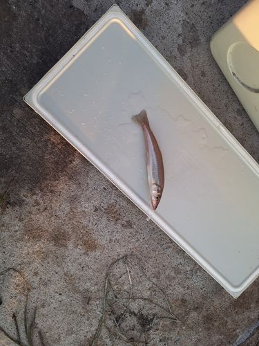 シロギスの釣果