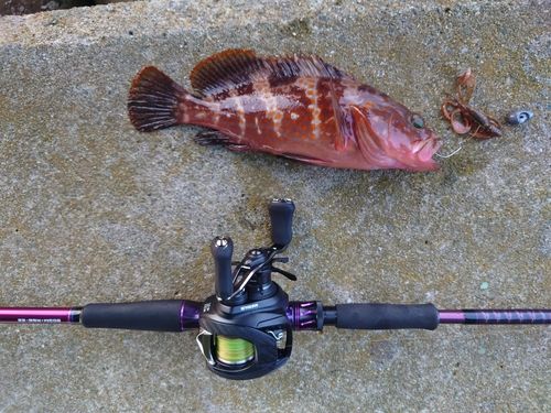 キジハタの釣果