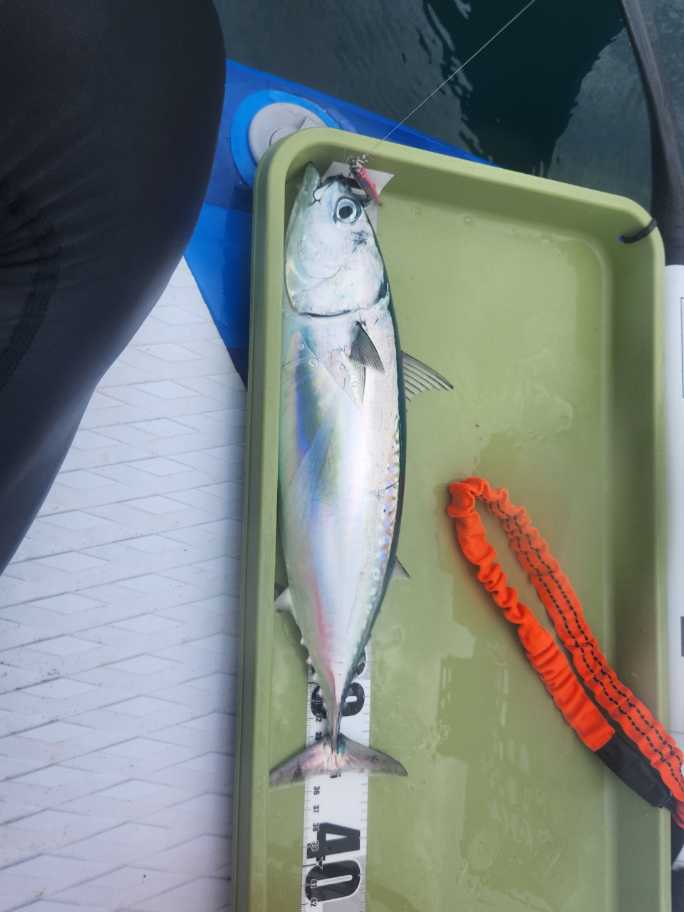 ボッチ釣り人さんの2025年07月05日(土)の釣行(千葉県 - 館山湾