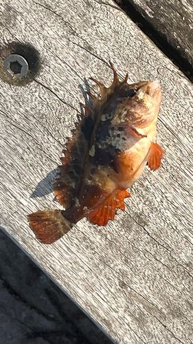 ハオコゼの釣果