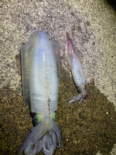 アオリイカの釣果