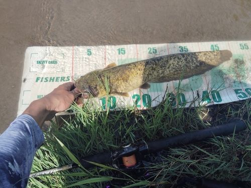 ナマズの釣果
