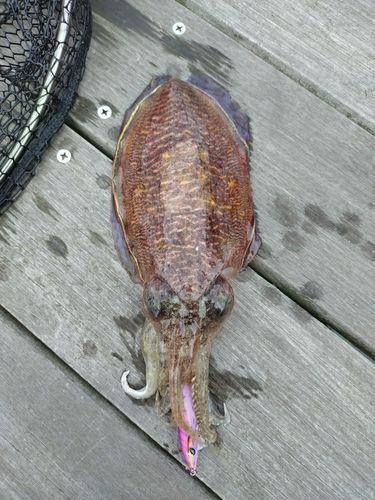 コウイカの釣果