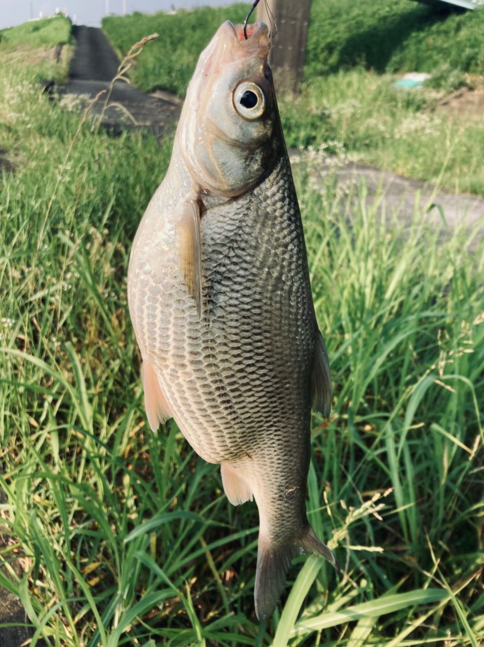 カサゴ