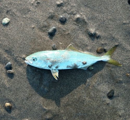 ワカナゴの釣果
