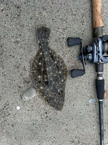 ソゲの釣果