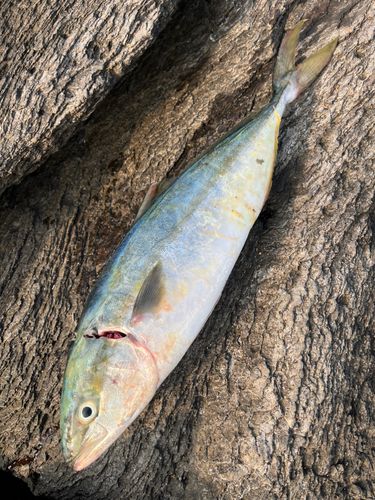 フクラギの釣果