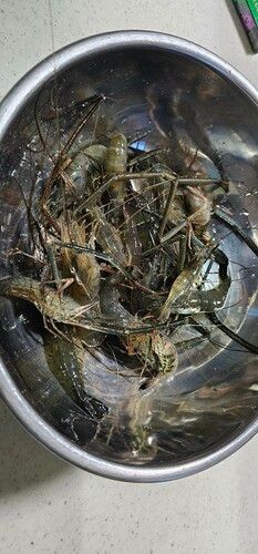 テナガエビの釣果