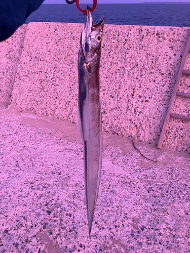 タチウオの釣果